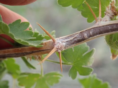 Ribes velutinum, photographed by Henrik Kibak