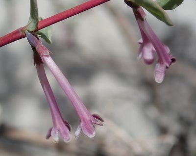 Symphoricarpos longiflorus, photographed by Henrik Kibak