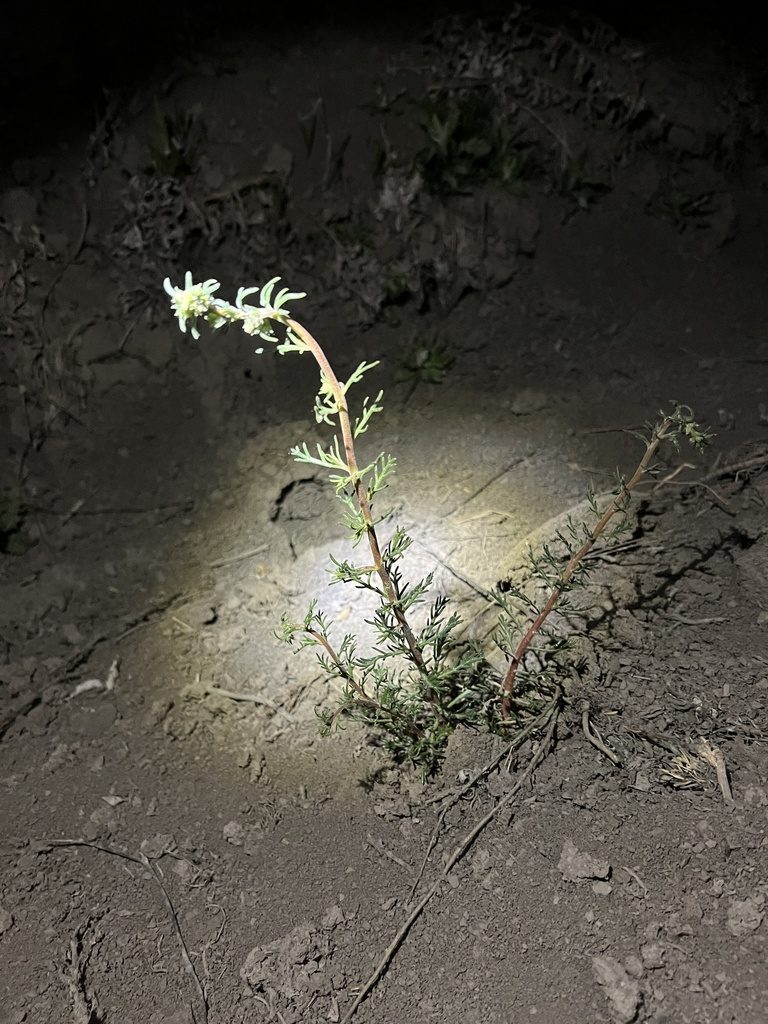 Ipomopsis polyantha, photographed by Jared Shorma