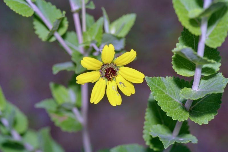 Berlandiera pumila, photographed by Michelle W. （鍾偉瑋）