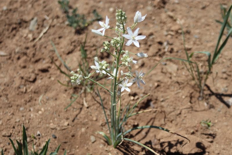 Loncomelos narbonense, photographed by Edmundas Greimas