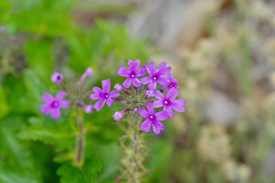Verbena canadensis, photographed by Michelle W. （鍾偉瑋）