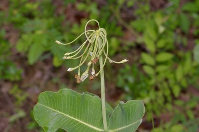 Asclepias amplexicaulis, photographed by Michelle W. （鍾偉瑋）
