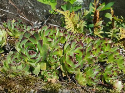 Sempervivum tectorum, photographed by ahabo