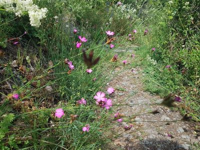 Dianthus carthusianorum, photographed by ahabo