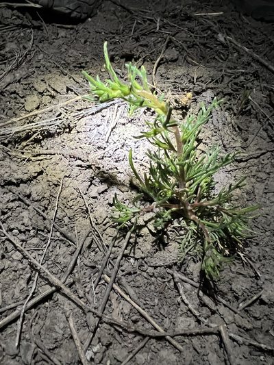 Ipomopsis polyantha, photographed by Jared Shorma
