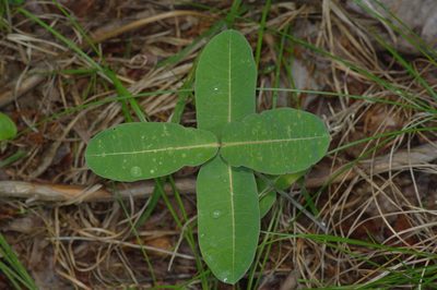 Asclepias obovata, photographed by Michelle W. （鍾偉瑋）