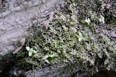 Plagiomnium cuspidatum, photographed by Bonnie Semmling