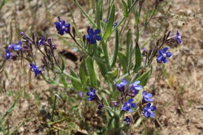 Anchusa azurea, photographed by Edmundas Greimas