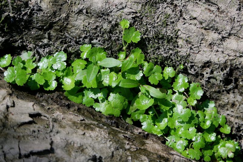 Hydrocotyle sibthorpioides, photographed by Bonnie Semmling