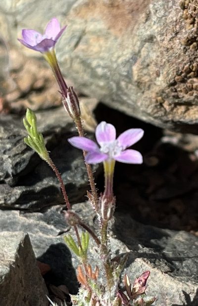 Gilia ophthalmoides, photographed by Henrik Kibak