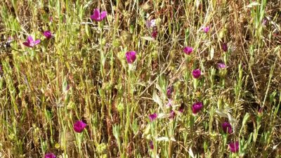 Clarkia purpurea, photographed by Alex