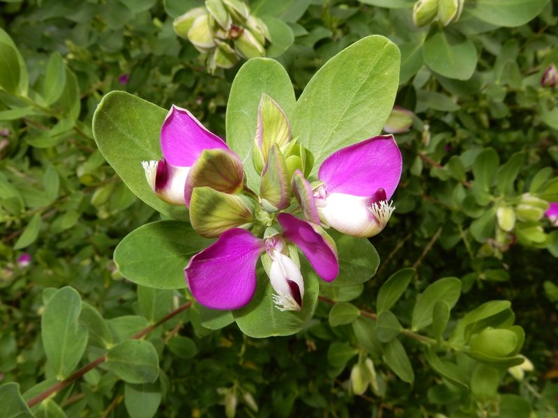Polygala myrtifolia, photographed by Grey Smith