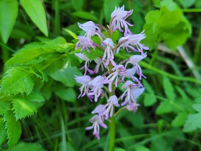 Orchis militaris, photographed by Elias