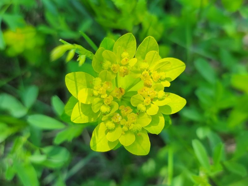 Euphorbia verrucosa, photographed by Elias