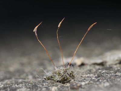 Tortula muralis, photographed by Alexis Tinker-Tsavalas