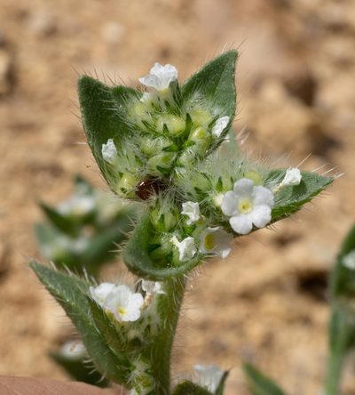 Sonnea glomerata, photographed by Matt Berger