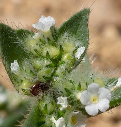 Sonnea glomerata, photographed by Matt Berger