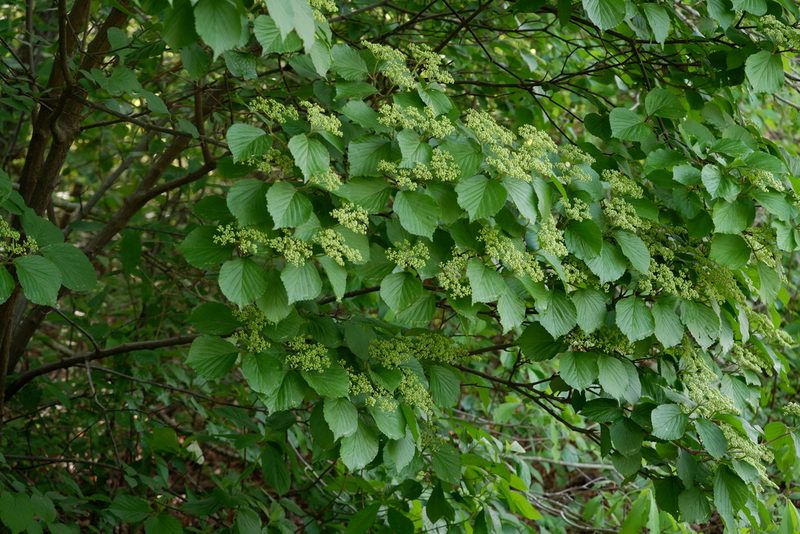 Viburnum dilatatum, photographed by Bonnie Semmling