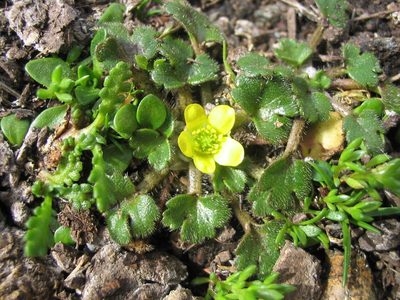 Ranunculus royi, photographed by John Barkla