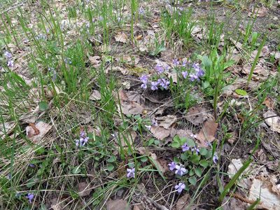 Viola rupestris, photographed by Екатерина Кропочева