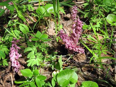 Lathraea squamaria, photographed by Екатерина Кропочева