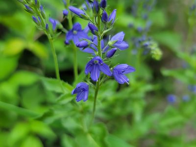 Veronica teucrium, photographed by Elias