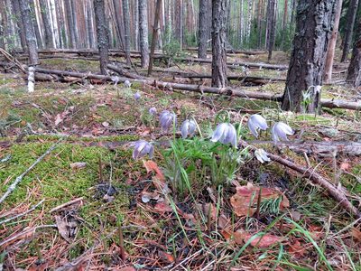 Pulsatilla patens, photographed by Екатерина Кропочева