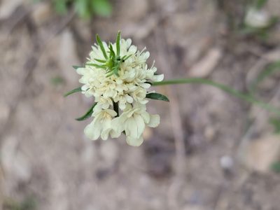 Scabiosa ochroleuca, photographed by Elias