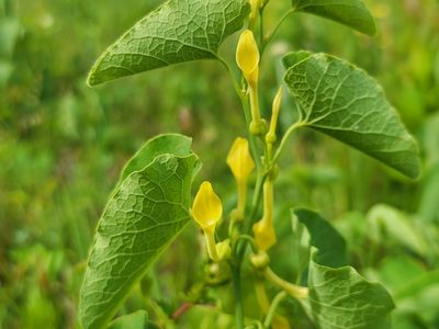 Aristolochia clematitis, photographed by Elias