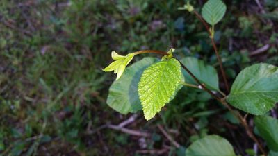 Alnus alnobetula, photographed by user12