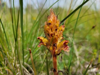 Orobanche gracilis, photographed by Elias