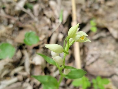 Cephalanthera damasonium, photographed by Elias