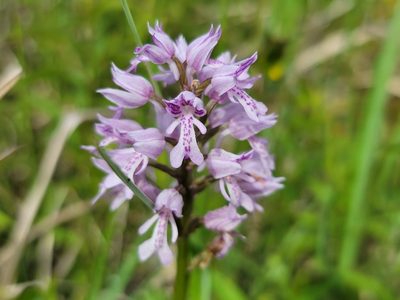Orchis militaris, photographed by Elias