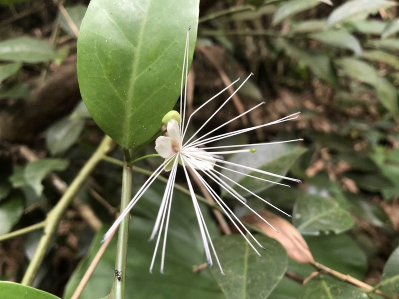 Capparis sabiifolia, photographed by 黃美滿