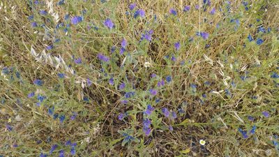 Echium plantagineum
