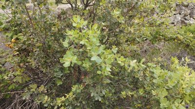 Quercus rotundifolia, photographed by scolym
