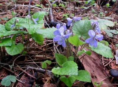 Viola selkirkii, photographed by Эльмира