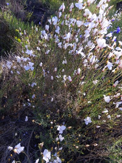Linum suffruticosum, photographed by castieler