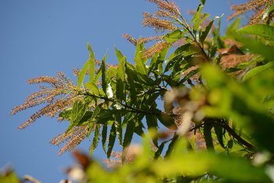 Pterophylla samoensis, photographed by Jon Sullivan