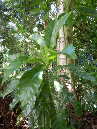 Meryta pauciflora, photographed by Jon Sullivan