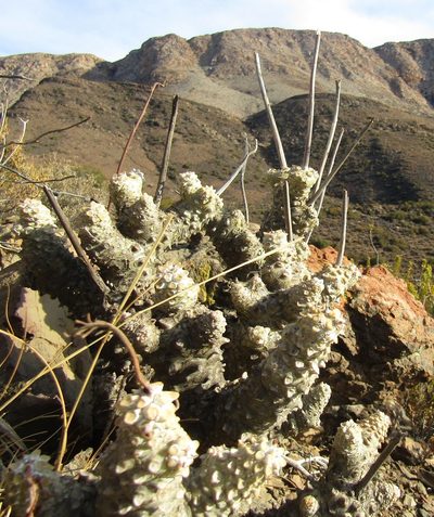 Tylecodon wallichii, photographed by Justin Ponder