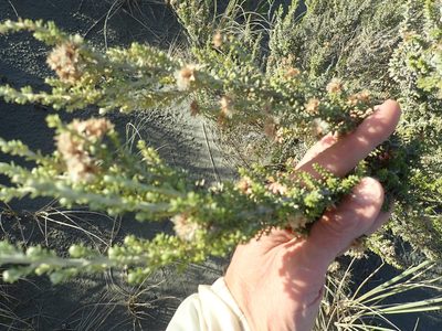 Ozothamnus leptophyllus, photographed by Arnim Littek