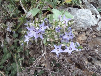 Campanula versicolor, photographed by Andreas Taeger