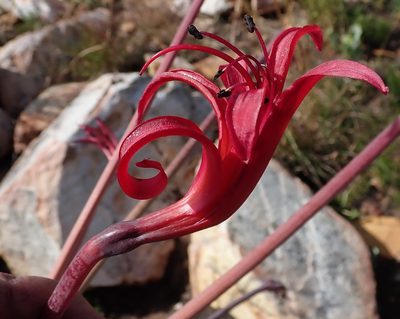 Brunsvigia josephinae, photographed by Nicola van Berkel