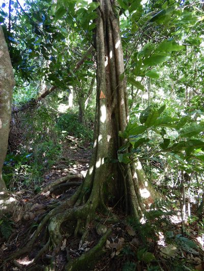 Inocarpus fagifer, photographed by Jon Sullivan