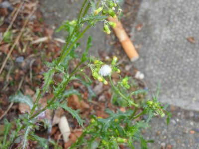 Senecio vulgaris, photographed by Duarte Frade