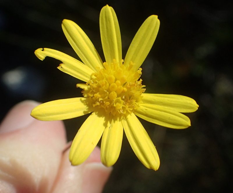 Euryops ericoides, photographed by Nicola van Berkel