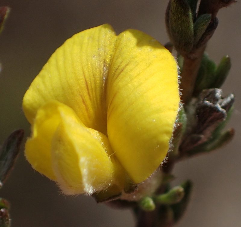 Aspalathus quadrata, photographed by Nicola van Berkel