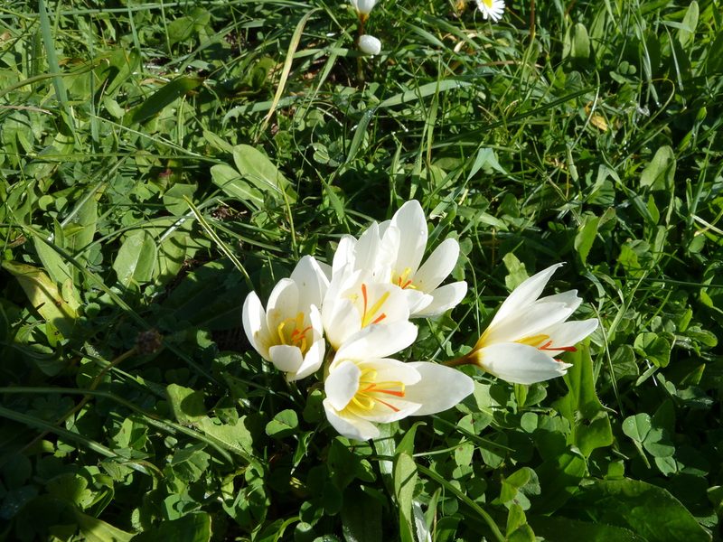 Crocus hadriaticus, photographed by Andreas Taeger